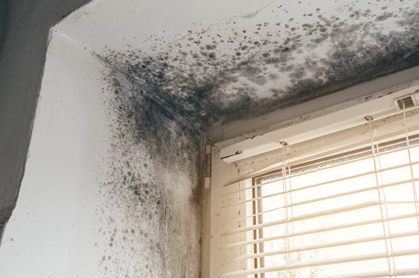 Affordable Basement Mold Removal solutions in Artemas, PA